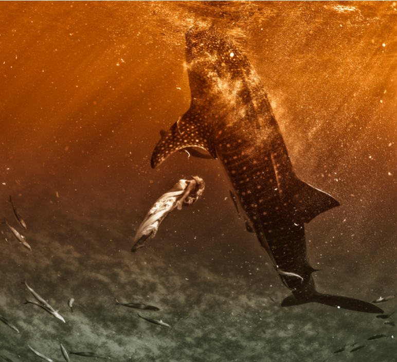 'Whale Shark' by Kristian Schmidt